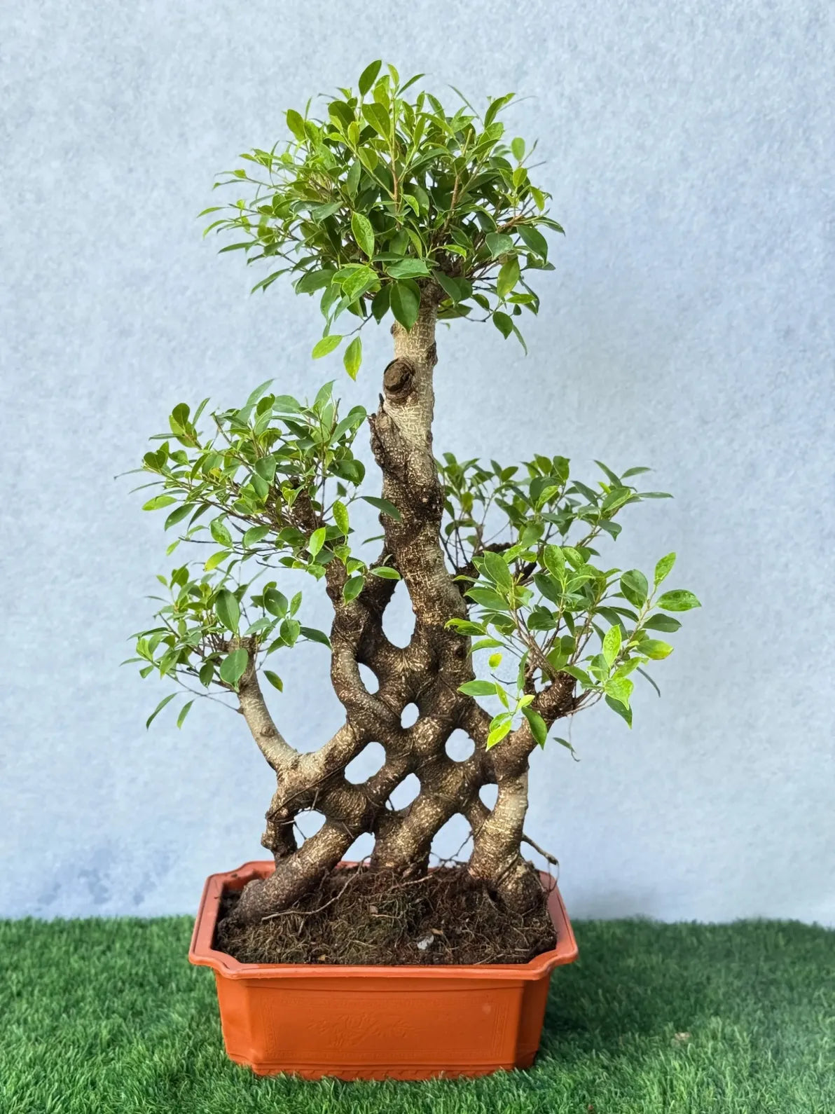 Exotic Nitida Ficus Bonsai with unique cage-like shape, sophisticated indoor centerpiece in Dubai.