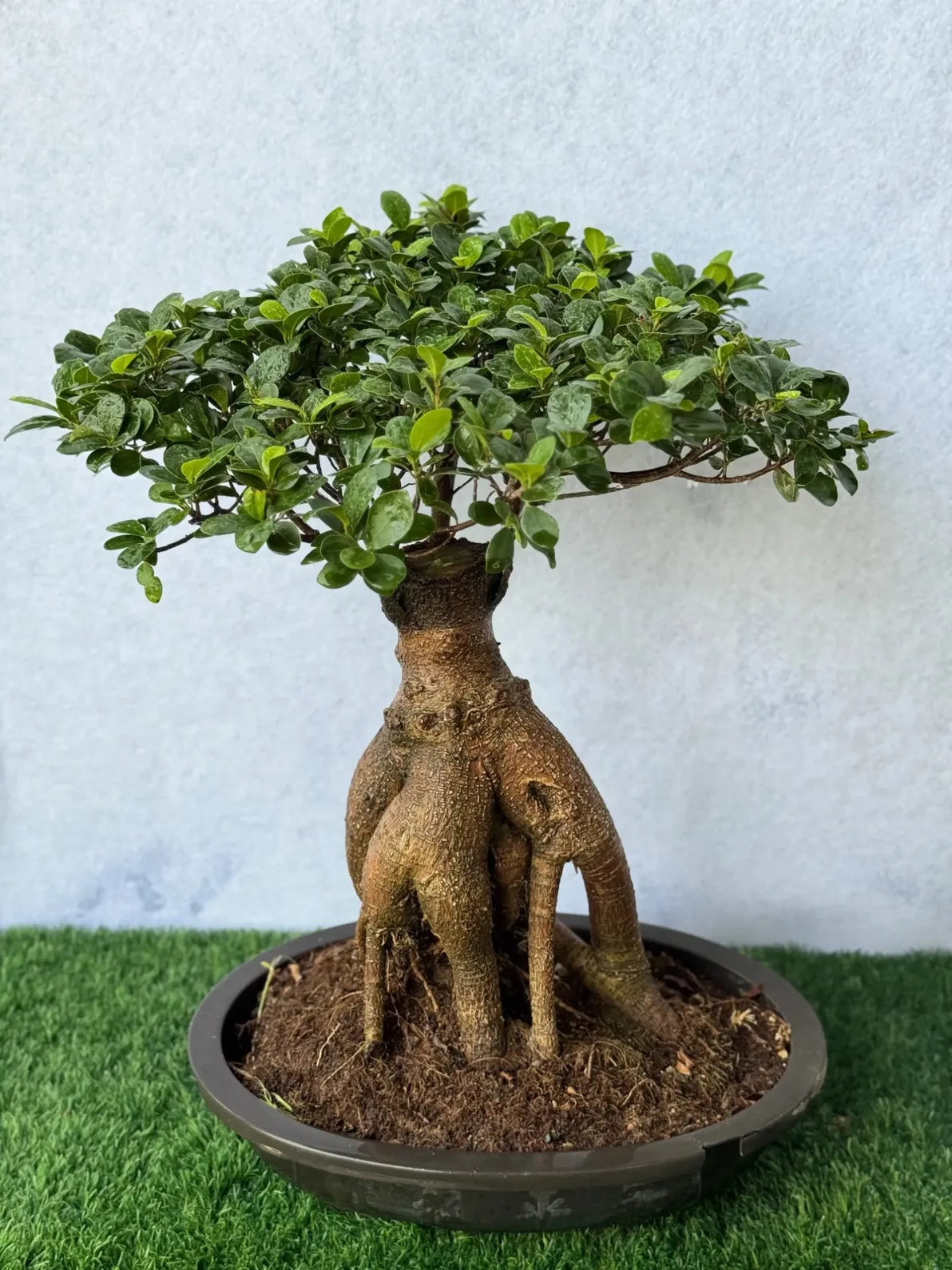 Exotic Ficus Ginseng Bonsai, unique handcrafted living art piece for tranquility in Dubai.