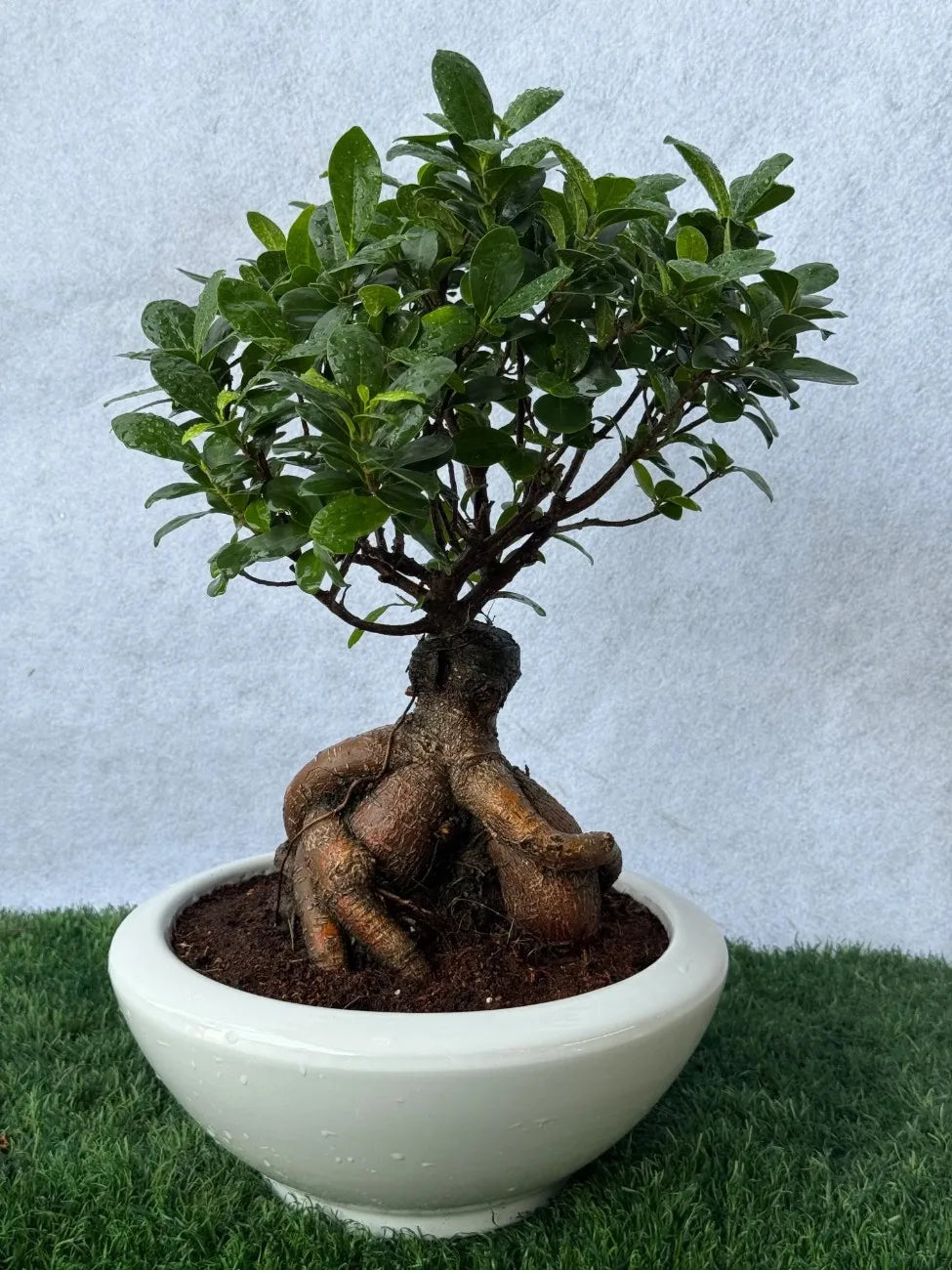 Small Ficus Bonsai in a decorative ceramic pot, perfect for indoor gifting in Dubai.