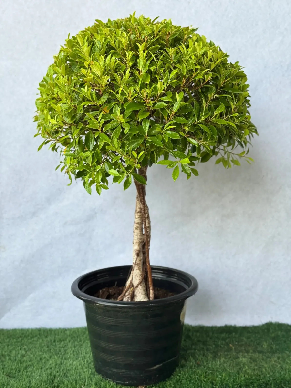 Ficus Nitida Twisted with unique sculptural trunk, lush foliage indoor plant for homes in Dubai.