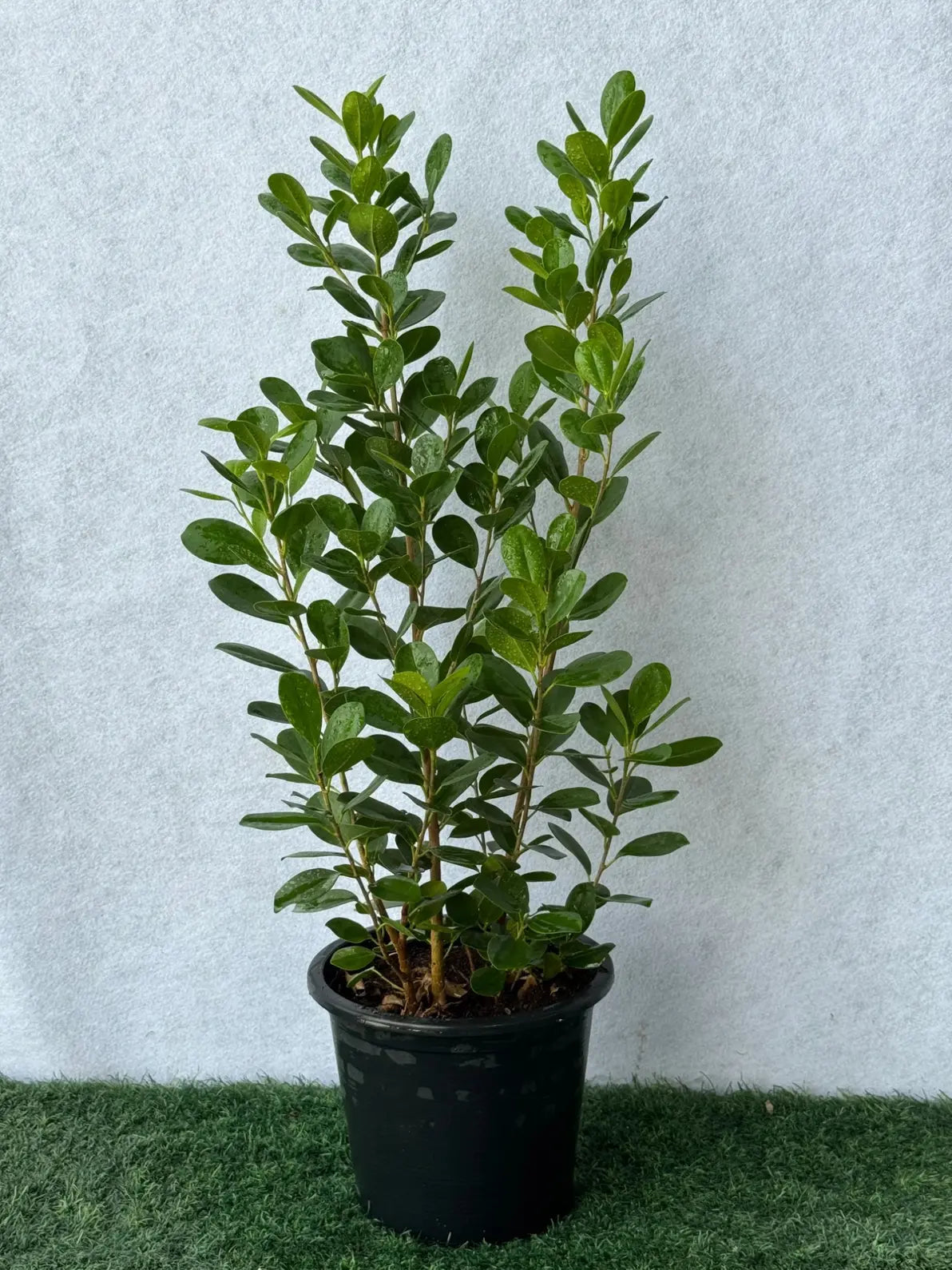 Small Ficus Panda, compact elegant greenery for indoor and outdoor spaces in Dubai.