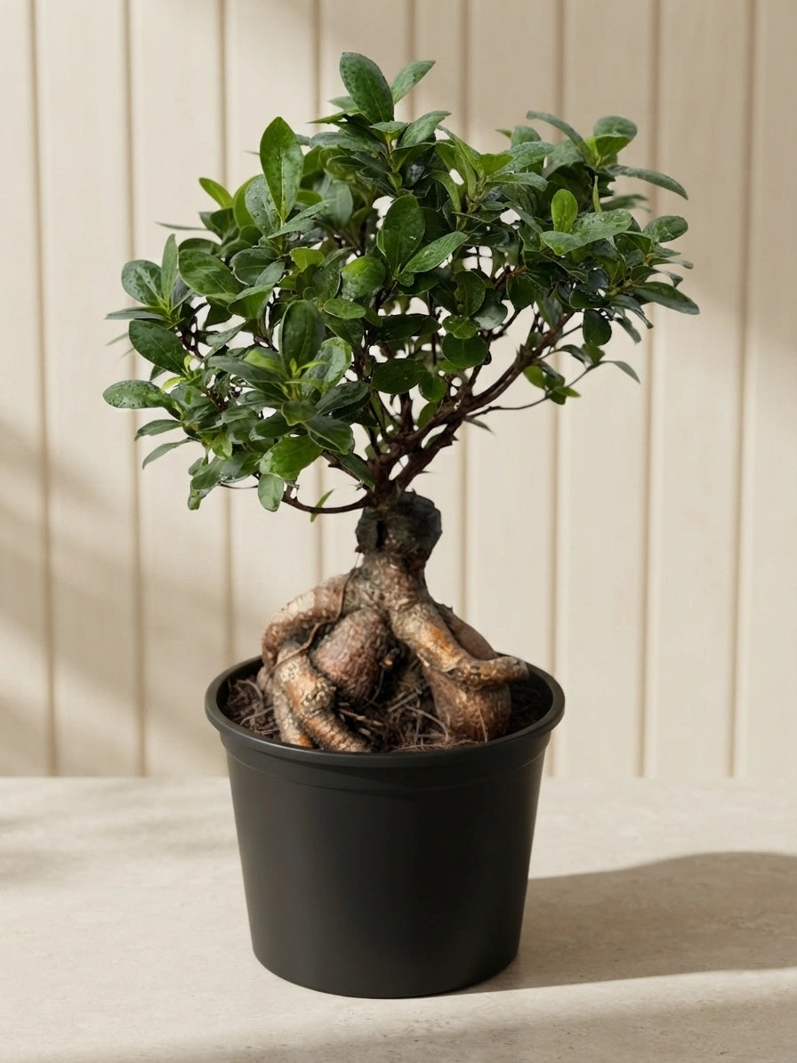 Ficus Bonsai-Small