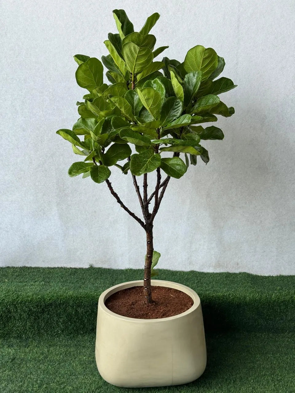 Fiddle Leaf (Ficus Lyrata) - Luxury Beige Fiber Pot