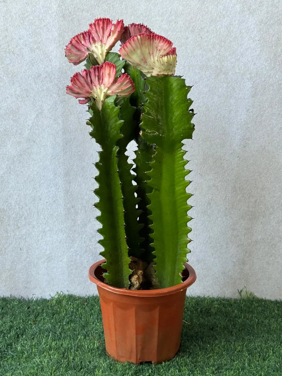 Euphorbia Cactus - Flowering Cactus