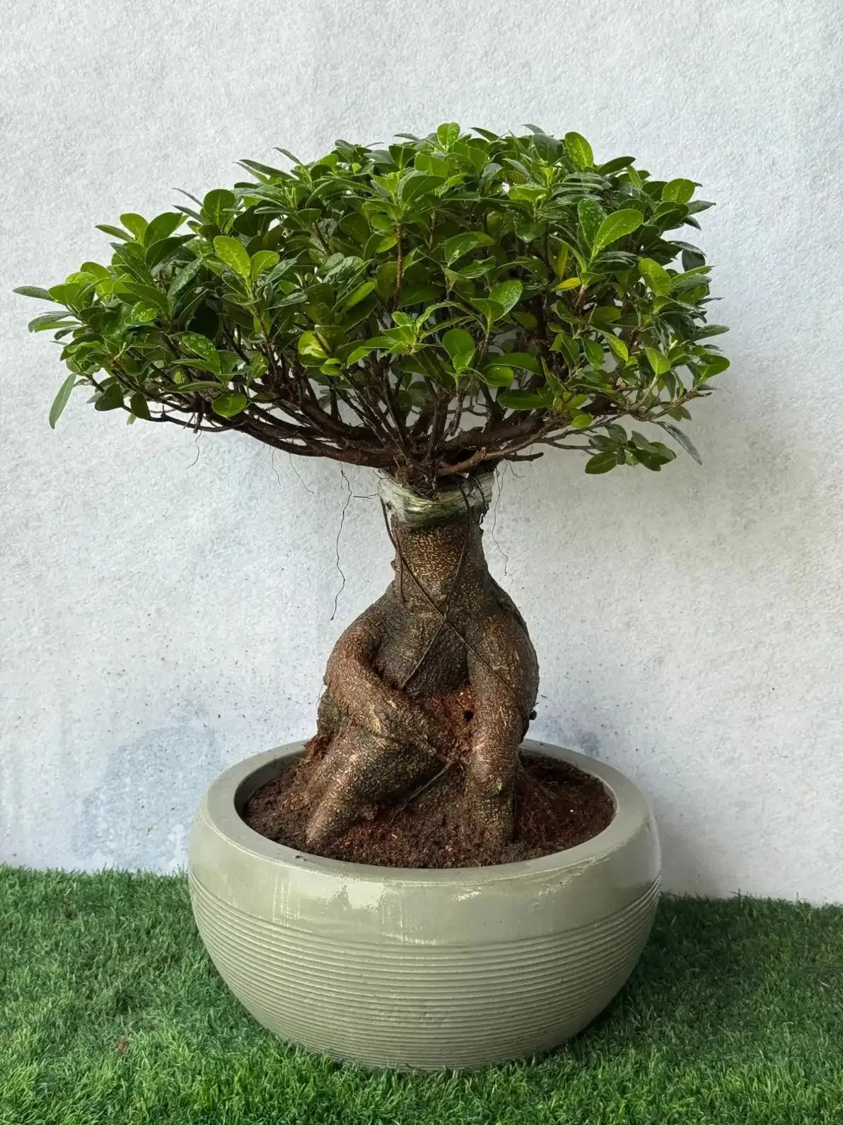 Potted bonsai tree with a textured pot on a grassy surface