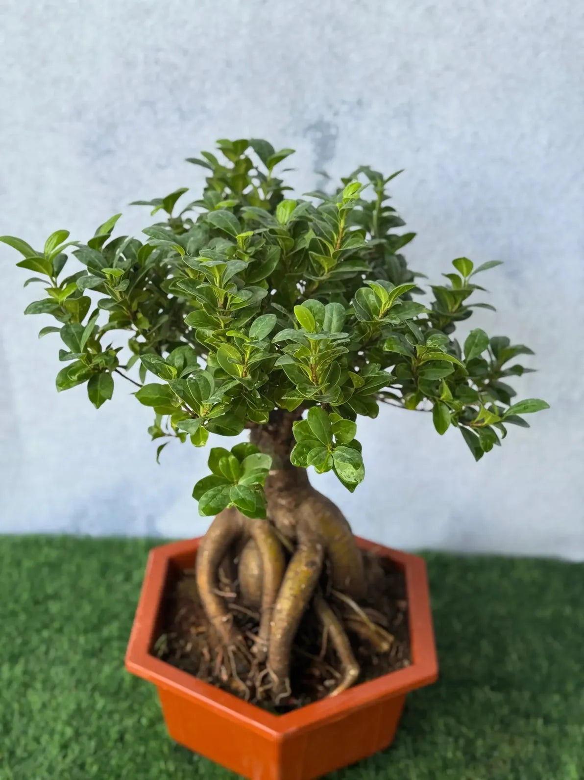 Close-up of the thick sculptural roots and fresh green leaves of the Ginseng Ficus Bonsai.