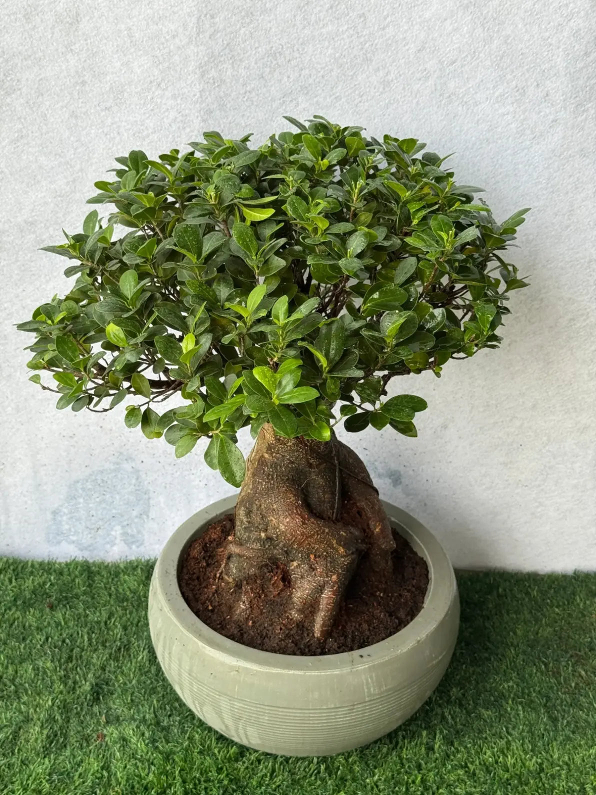 Close-up of the thick, unique root structure (caudex) of the Ginseng Ficus Bonsai, low maintenance.