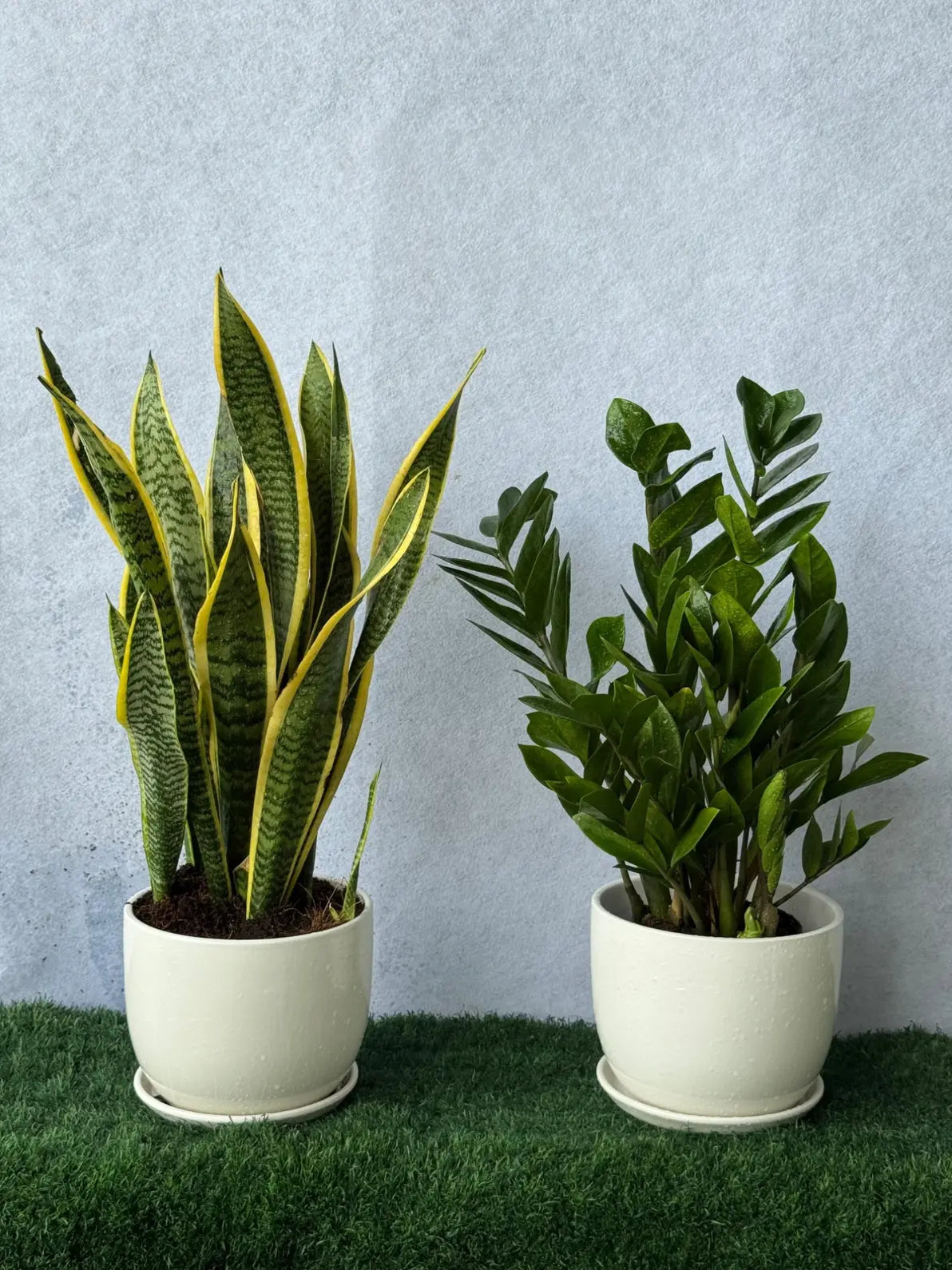 Hard-To-Kill Plant Bundle: Low Maintenance Duo with Snake Plant and ZZ Plant for beginners in Dubai.