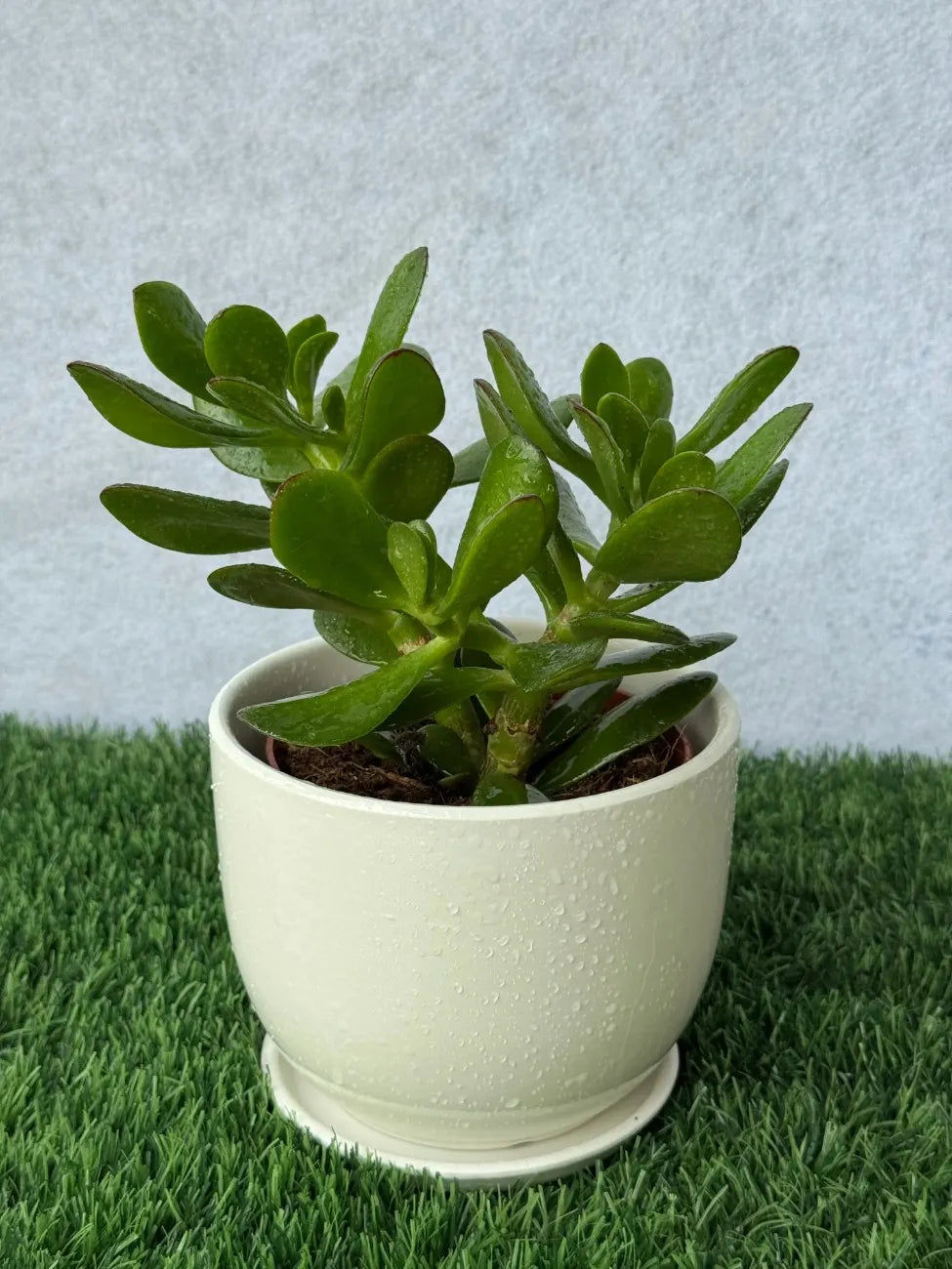 Drought-tolerant Jade Plant (Crassula ovata), air-purifying and easy-care plant for homes and offices in the UAE.