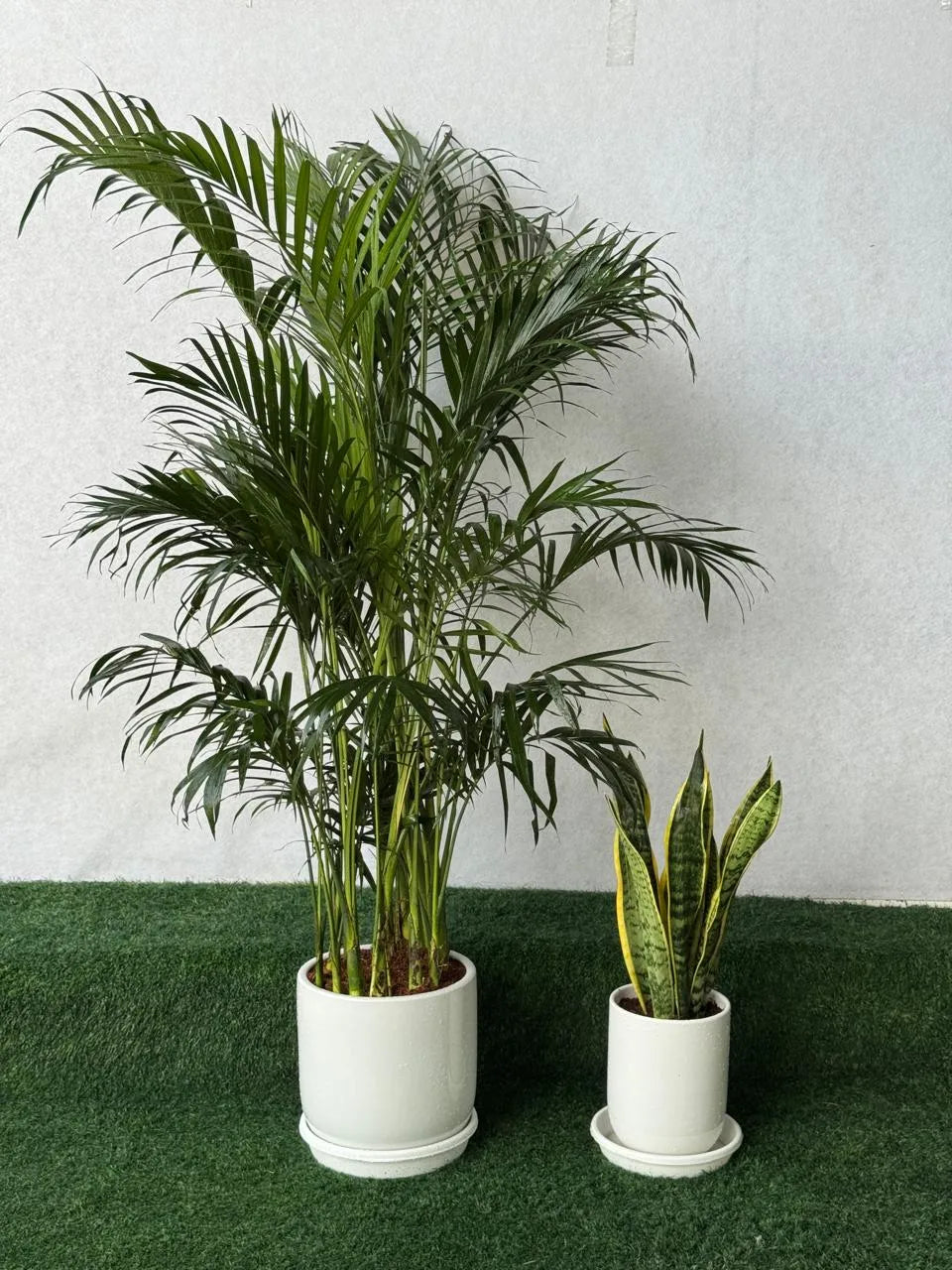 Kentia Palm & Snake Plant Bundle - Ceramic Pots