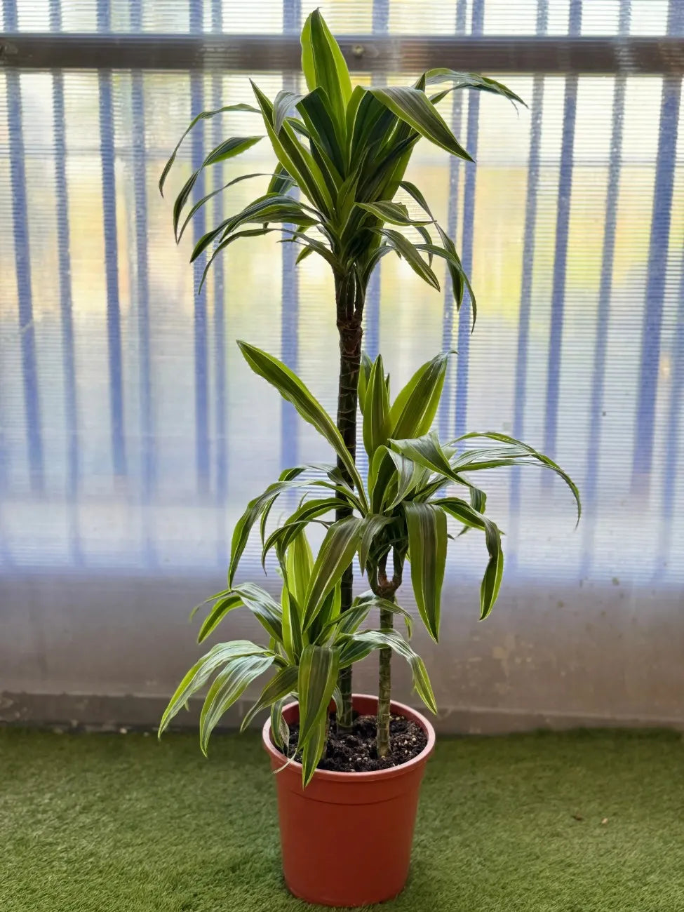 Vibrant Lemon Lime Dracaena with bold striped foliage, air-purifying indoor plant for Dubai.