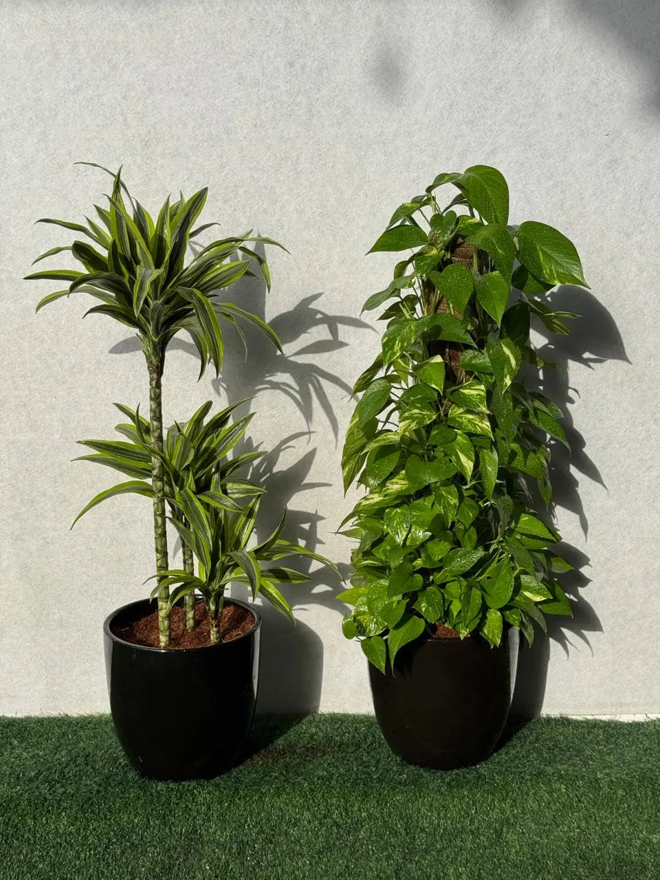 Dracaena Lemon Lime & Money Plant Bundle - Ceramic Pots