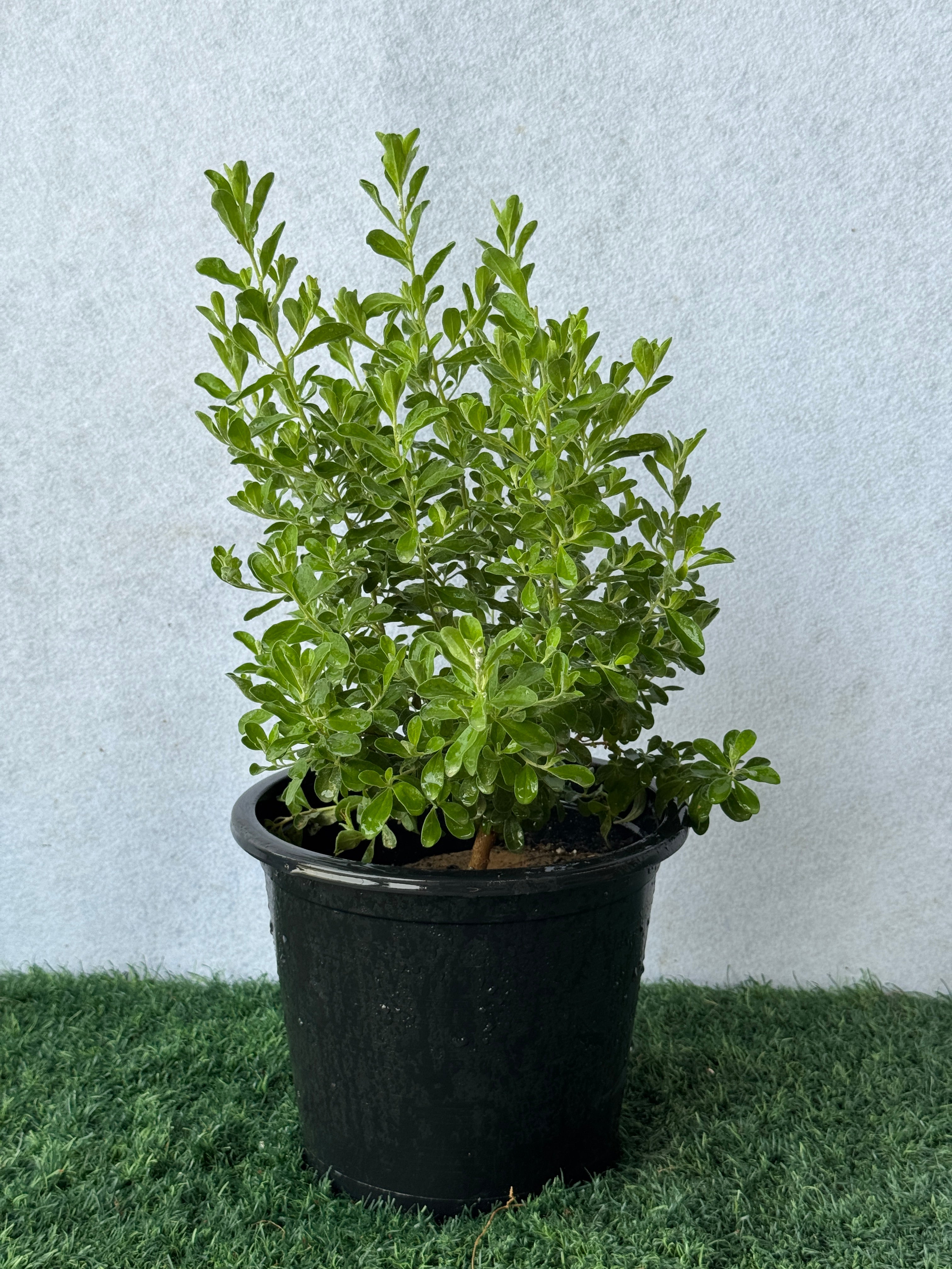Leucophyllum (Texas Sage)