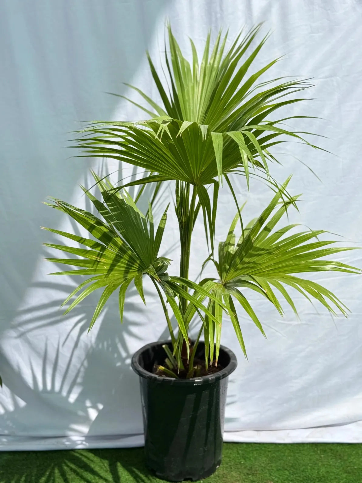 Livistona Palm (Fan Palm) in a nursery pot, elegant tropical plant for large indoor spaces in Dubai.