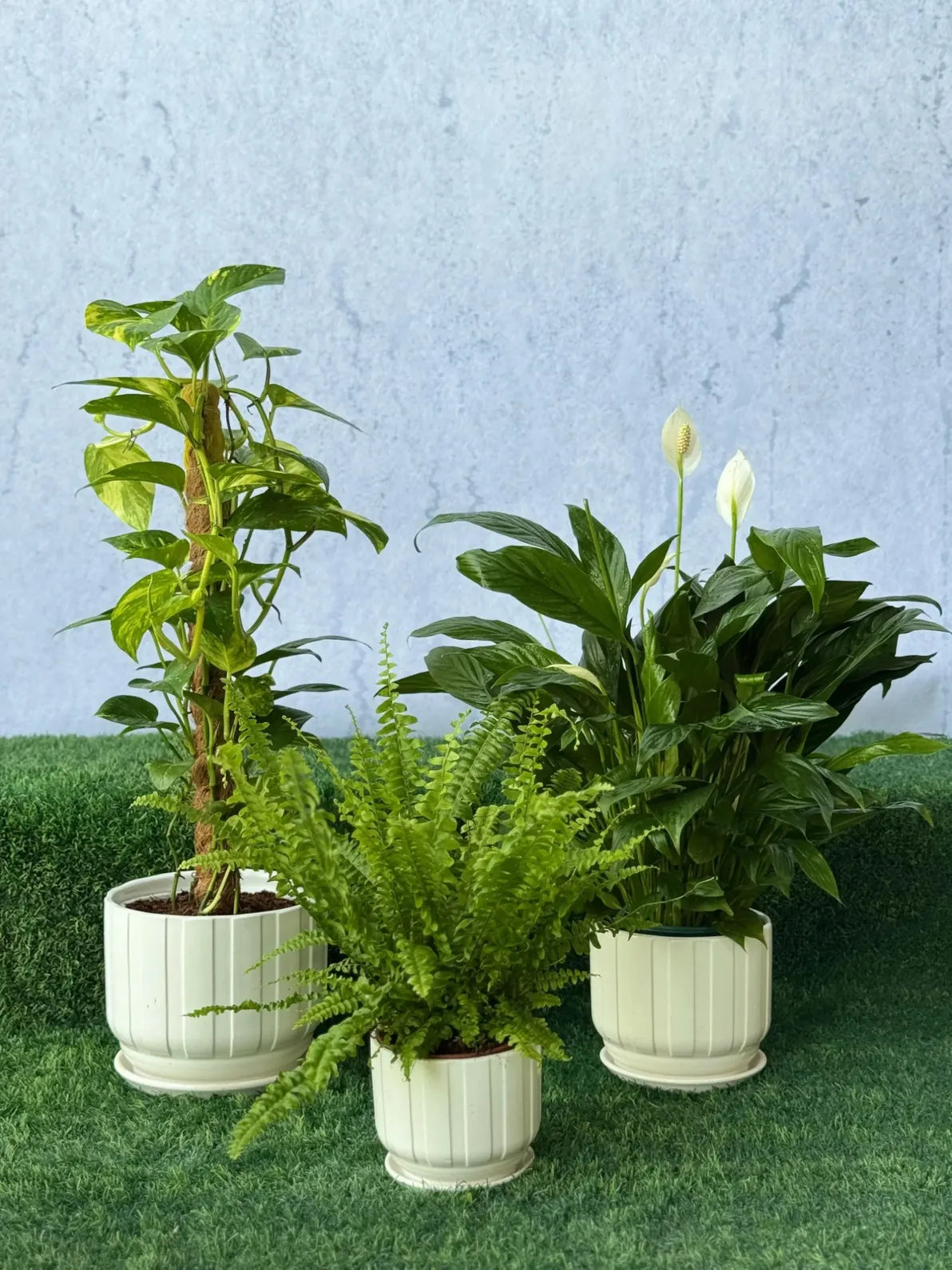 Lush Green Trio: Money Plant, Boston Fern, Peace Lily bundle, air-purifying indoor plant set in Dubai.