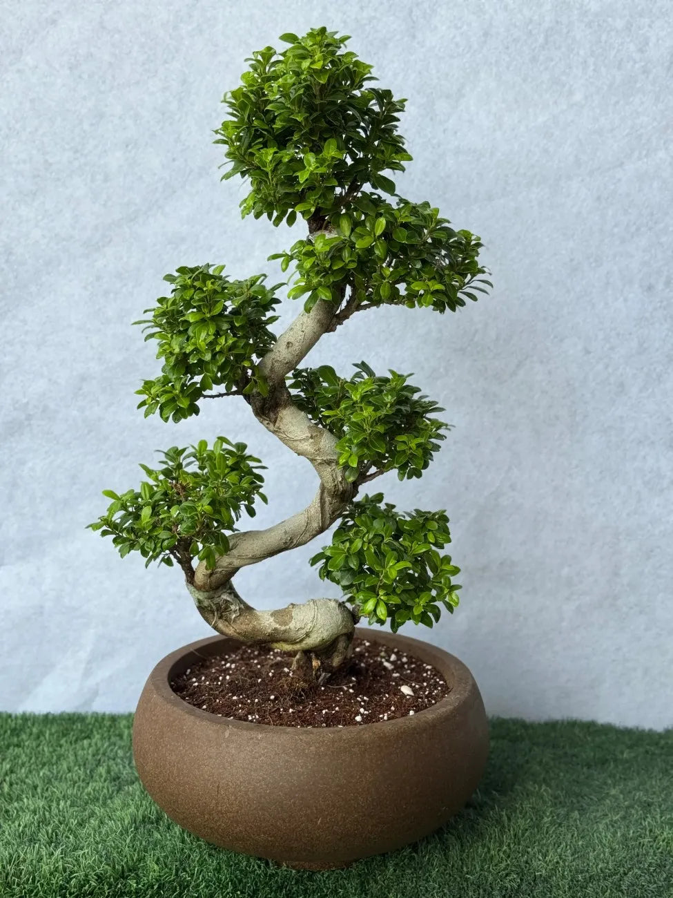 Our Best Selling S-Shape Ficus Bonsai in a luxury brown fiber clay pot, ideal for premium home decor in Dubai.