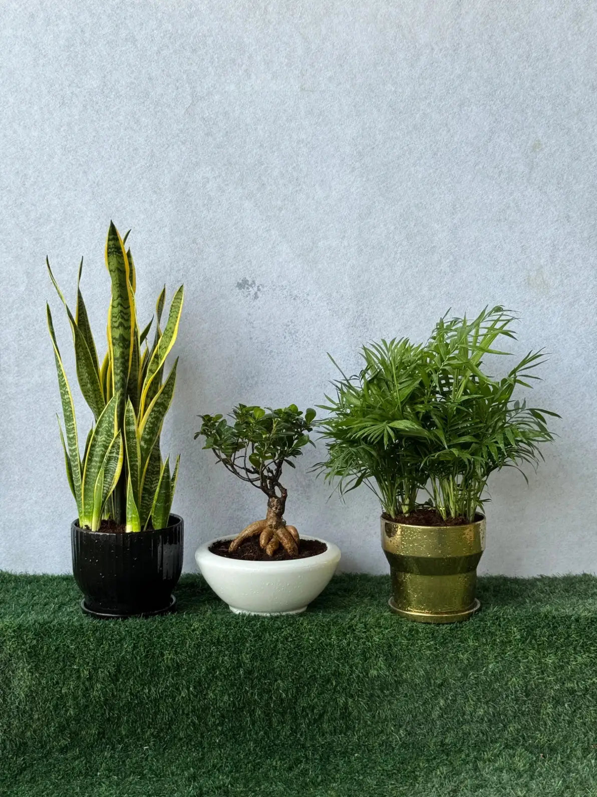 Luxury Bundle of 3: Snake Plant, Parlor Palm, and Ficus Ginseng Bonsai, elegant indoor plants for gifting in Dubai.
