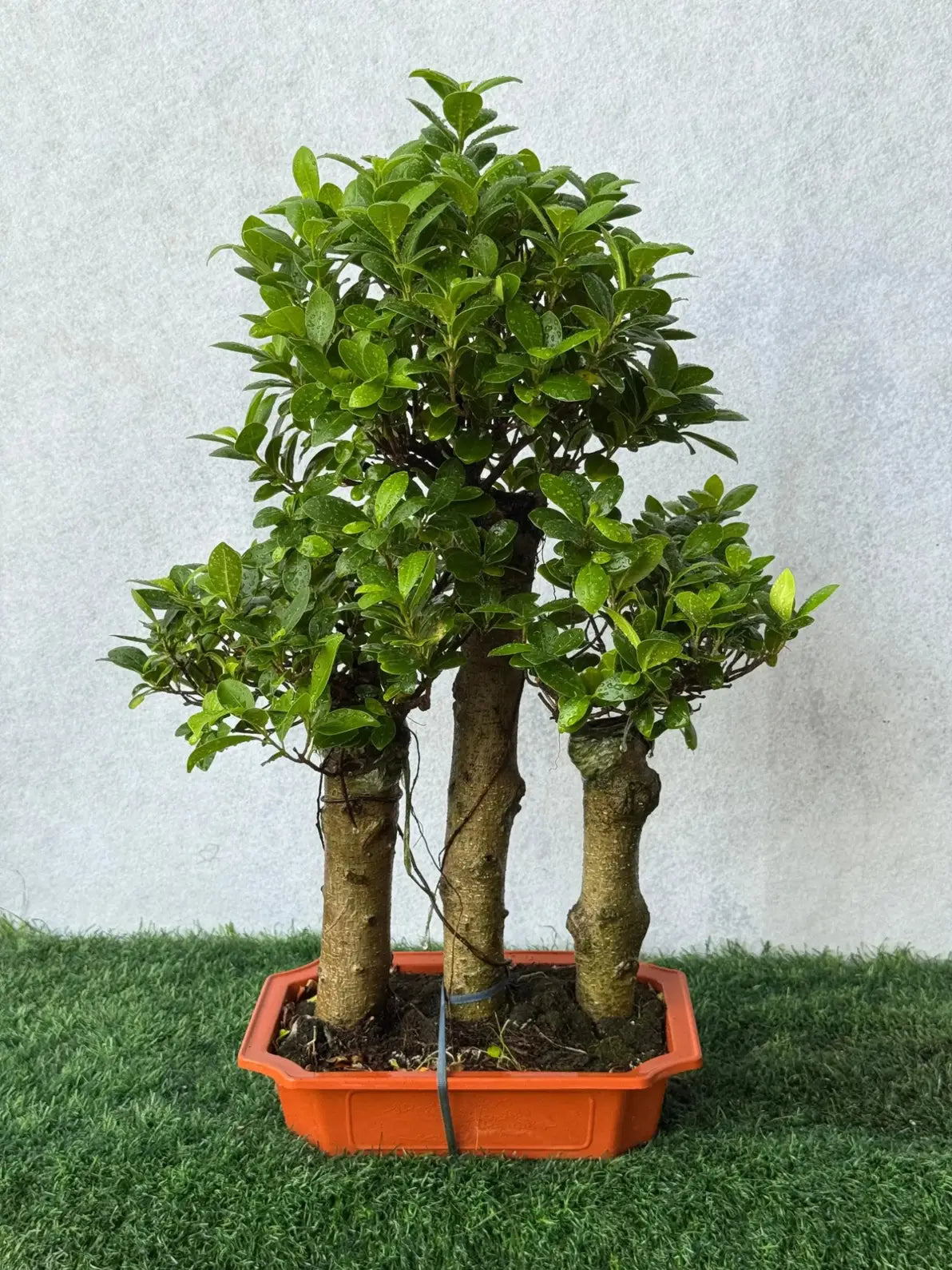 Luxury Triple Trunk Ficus Bonsai, timeless minimalist centerpiece for elegant home decor in Dubai.