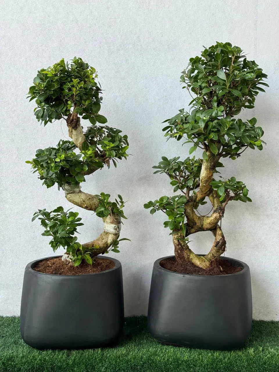 Premium Luxury Bonsai Bundle - Fiber Pots