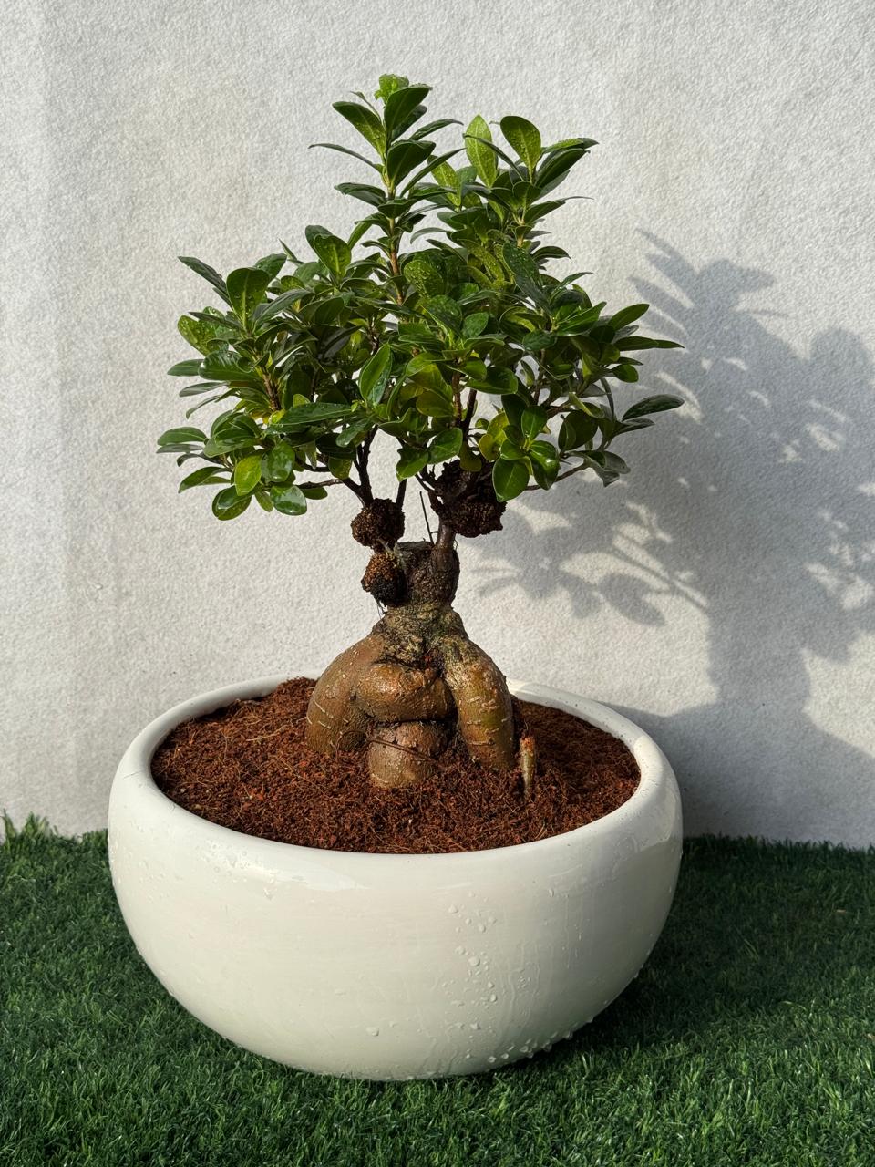 Ficus Ginseng Bonsai - Ceramic Pot