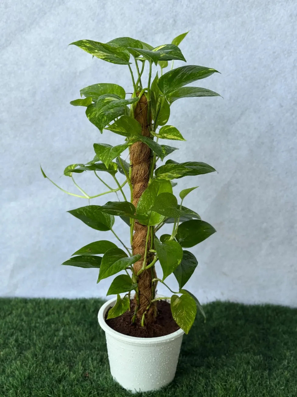 money plant with moss stick Money Plant Moss Stick