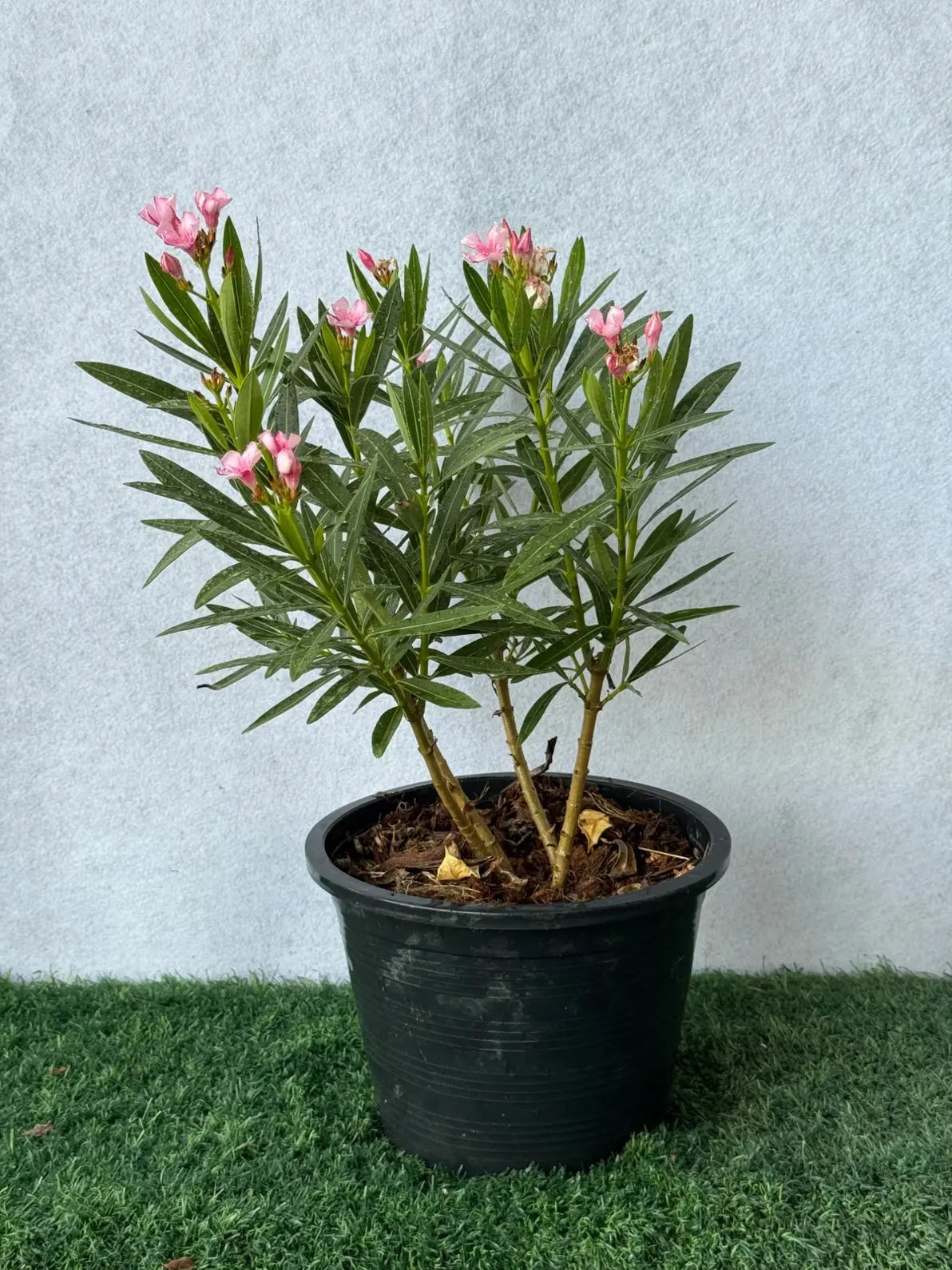 Vibrant Pink Nerium Oleander flowering shrub, hardy and heat-tolerant plant for sunny UAE gardens.