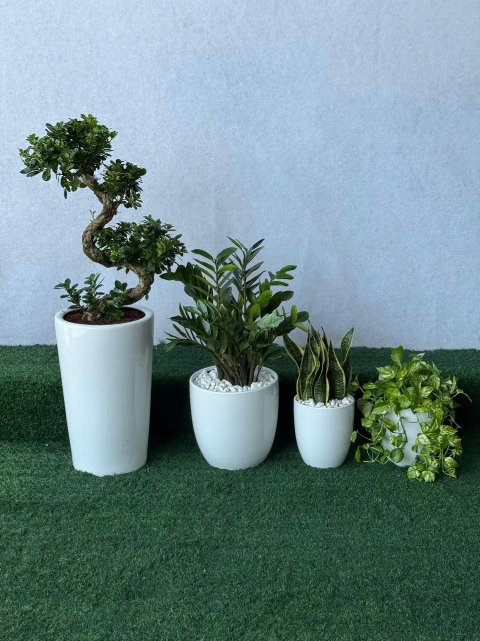 Premium Indoor Plant Bundle of 4 – S Shape Bonsai, ZZ Plant, Snake Plant & Money Plant