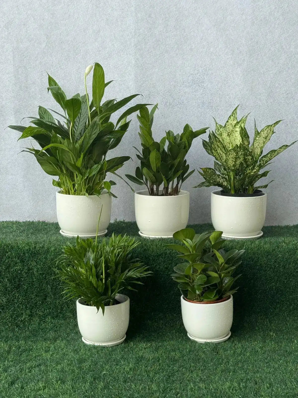 Office Desk Plant Bundle - Set of 5 low maintenance indoor plants in ceramic pots for workspace in Dubai.