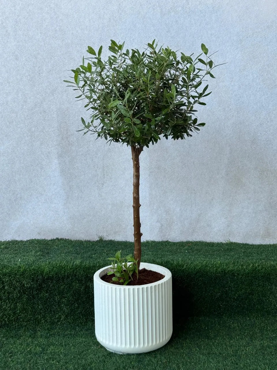 Olive Tree - White Fiber Luxury Pot