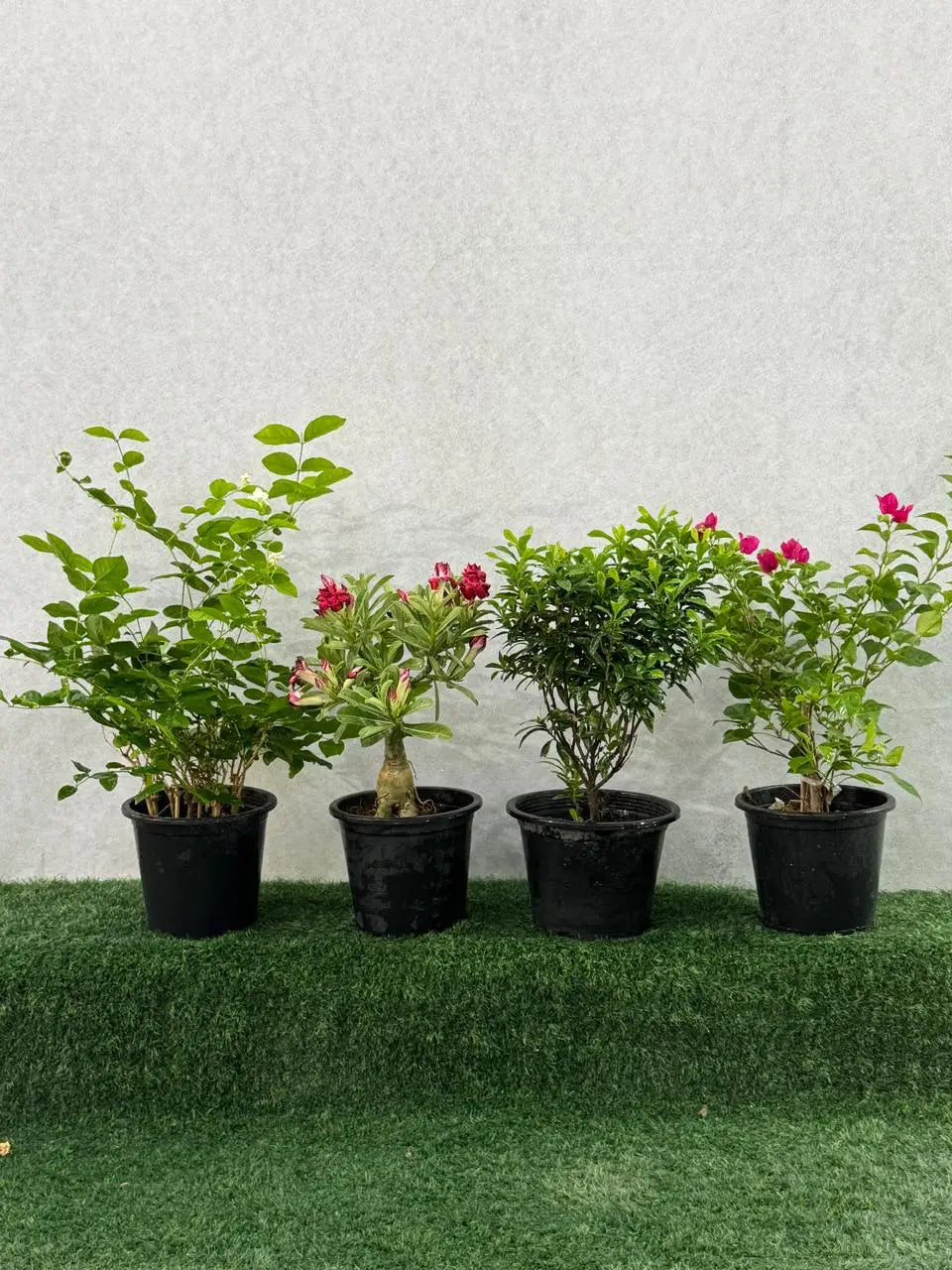 Outdoor Flowering Plants Bundle of 4