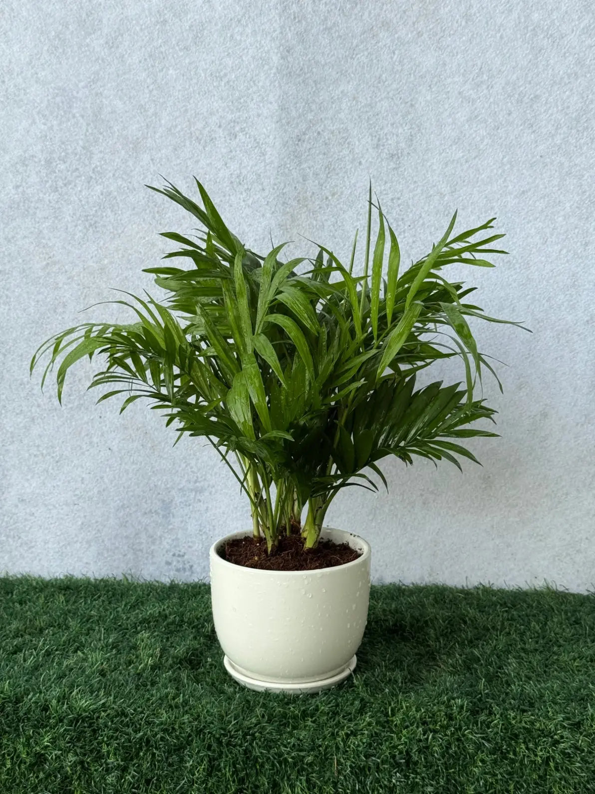 Feathery fronds of the Parlor Palm, a low-light tropical plant ideal for office desks in the UAE.