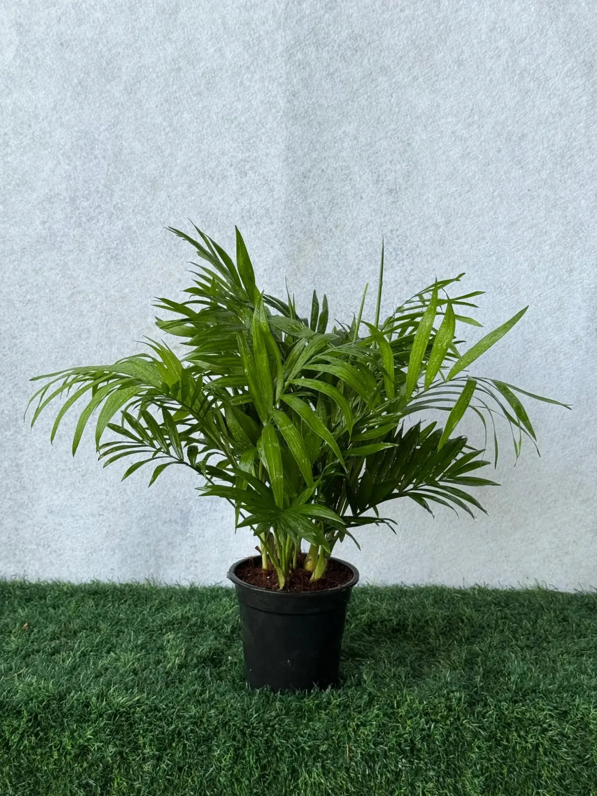 Lush Parlor Palm (Chamaedorea elegans), pet-friendly and air-purifying indoor plant for Dubai.