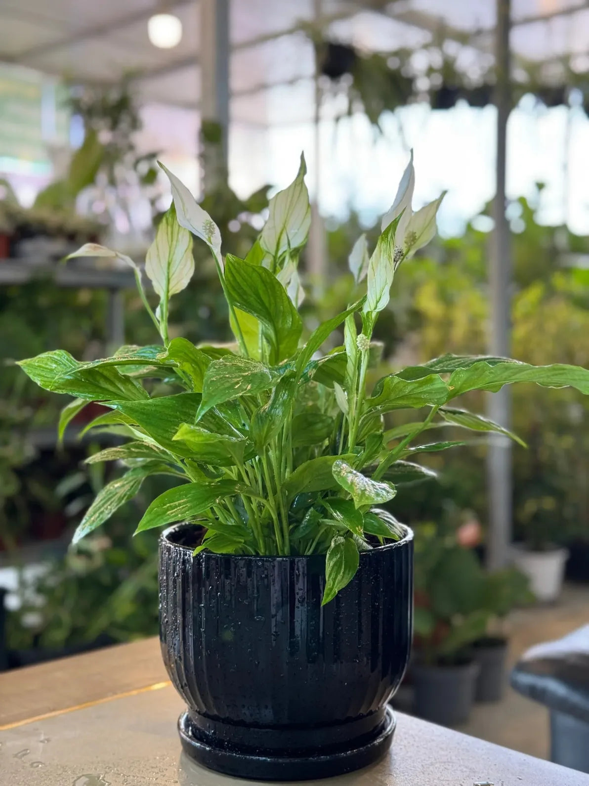 Peace Lily (Spathiphyllum) in a sleek black ceramic pot, elegant air-purifying plant for homes in Dubai.