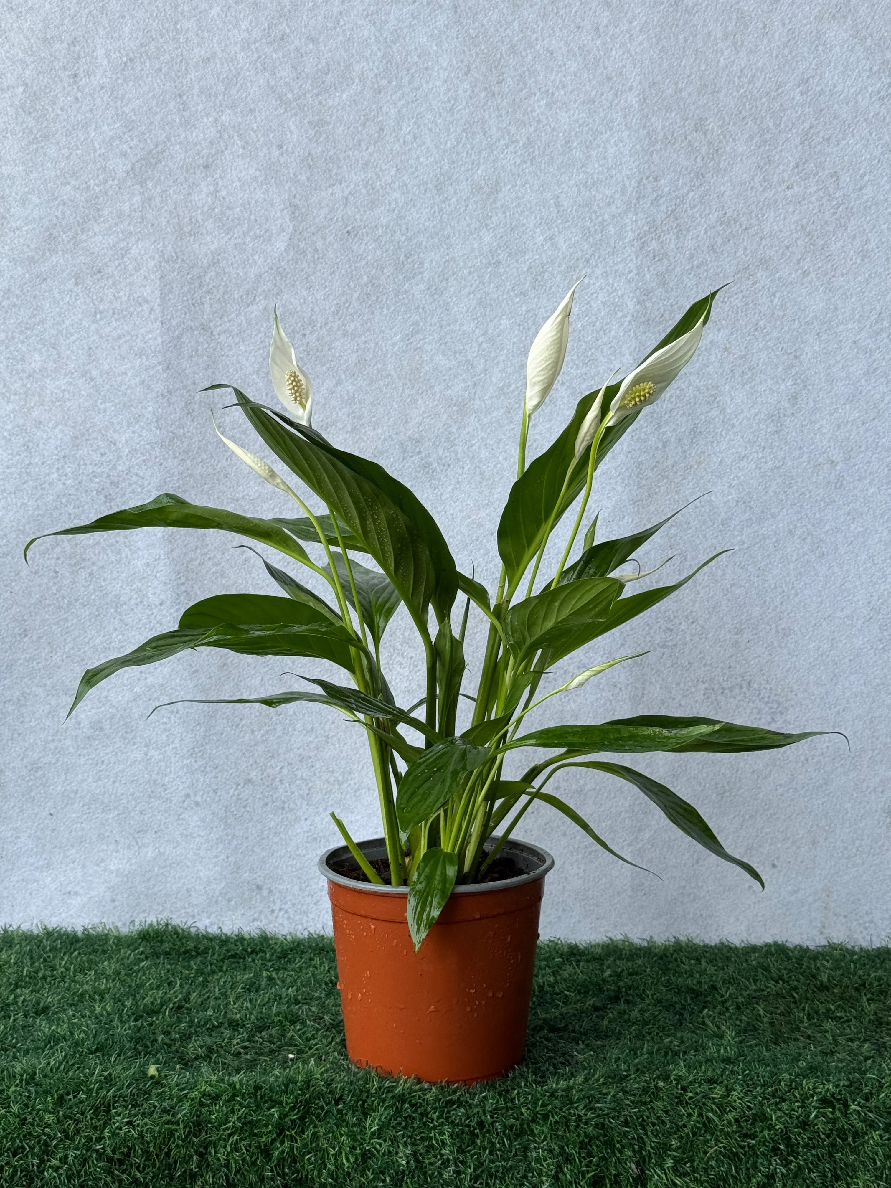 Peace Lily