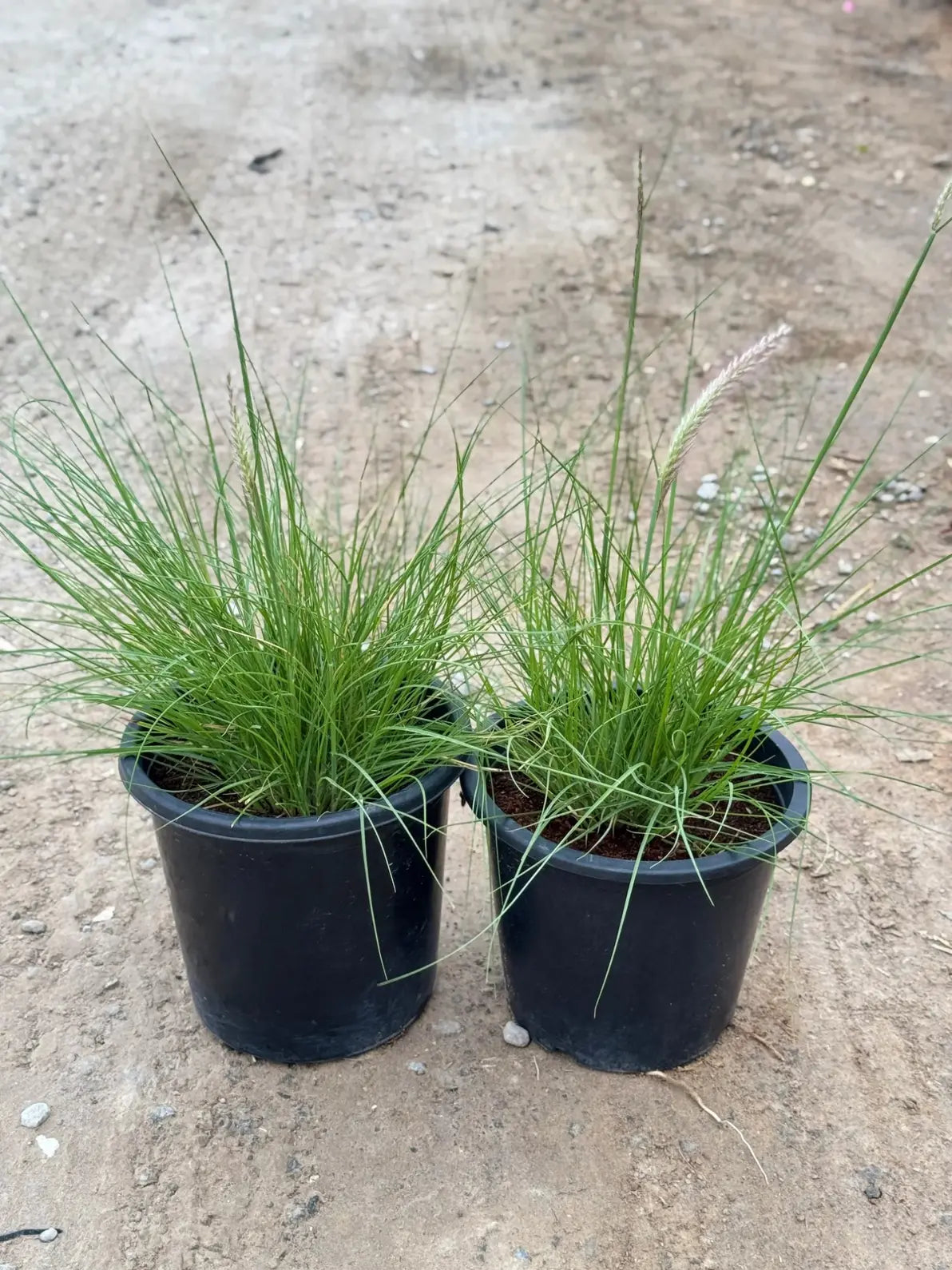 Pennisetum Grass (Fountain Grass), hardy drought-tolerant ornamental plant for gardens and landscapes in Dubai.