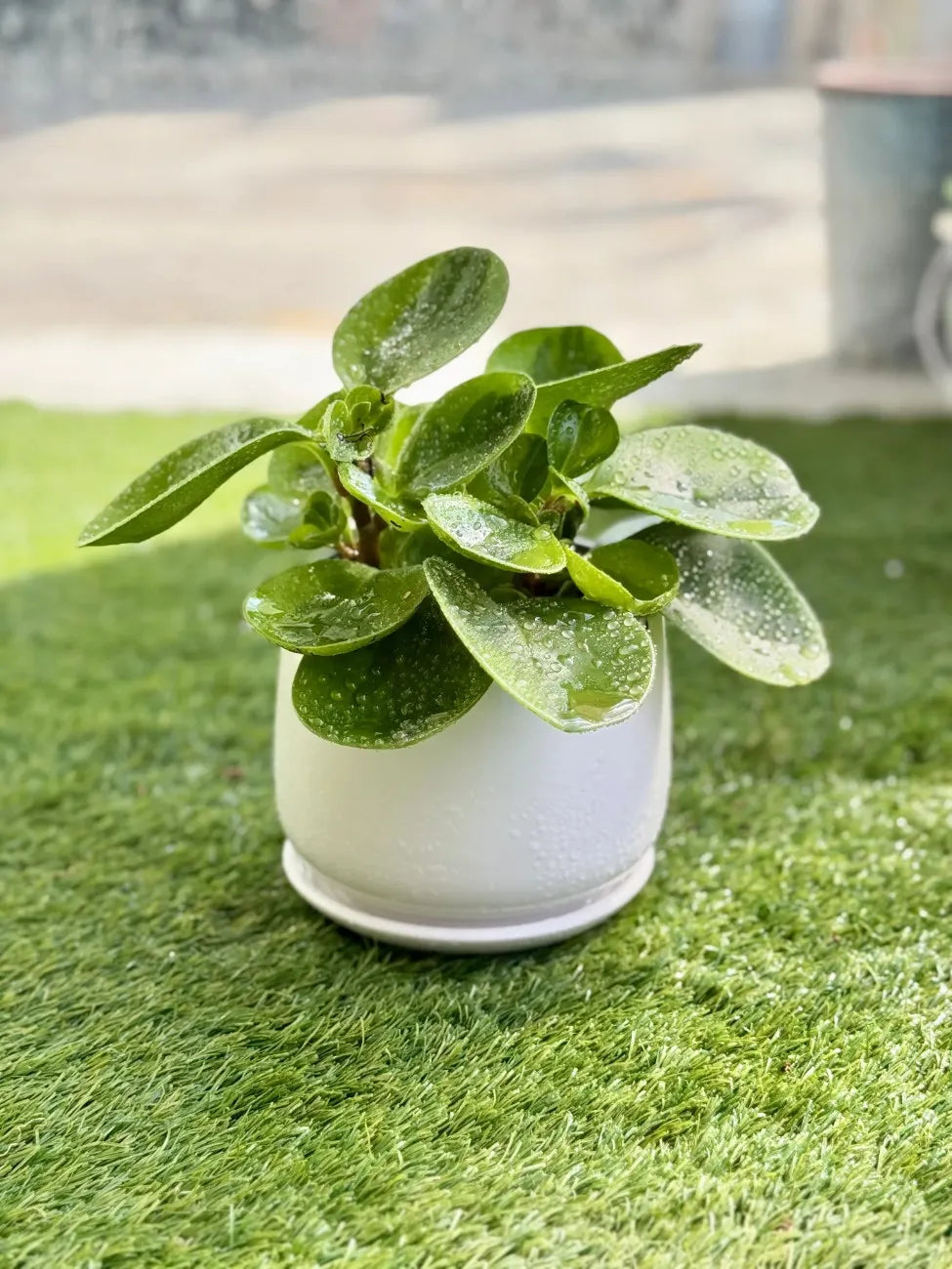 Close-up of the thick, drought-tolerant leaves of the Peperomia Obtusifolia, perfect easy-care plant for beginners.