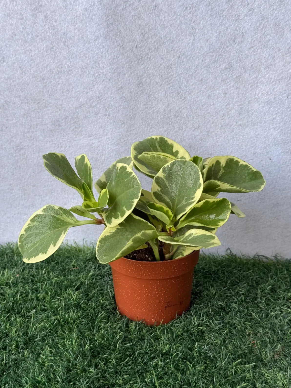 Peperomia plant with bold leaves, low maintenance air purifier for desktops in Dubai.