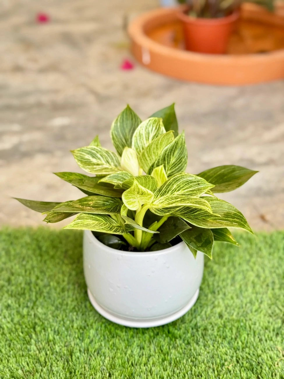 Philodendron Birkin, rare indoor plant with creamy white variegation for a luxury tropical vibe in Dubai.