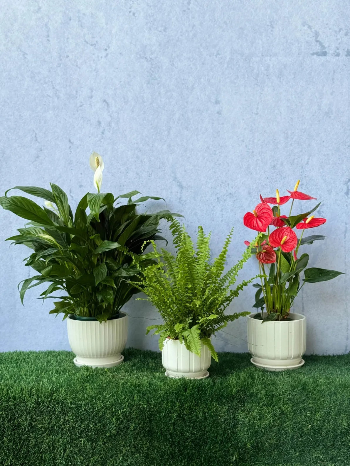 Pure Air Bundle: Anthurium, Peace Lily, Boston Fern in modern ceramic pots, luxury tabletop plant trio in Dubai.
