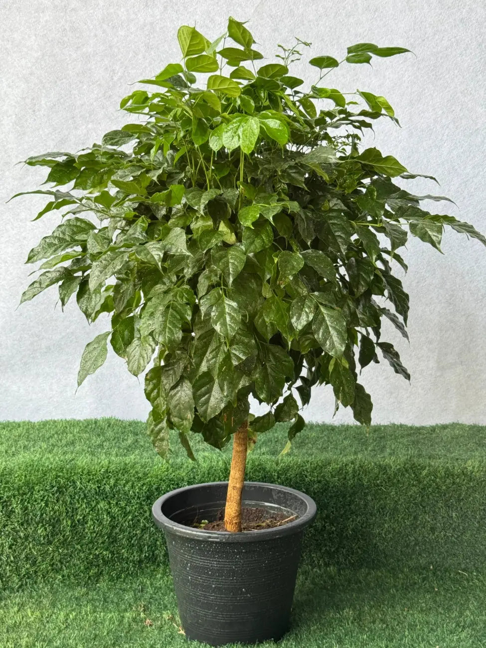 Red Machera (China Doll) plant in a nursery pot, lush bushy greenery for tabletops in Dubai.