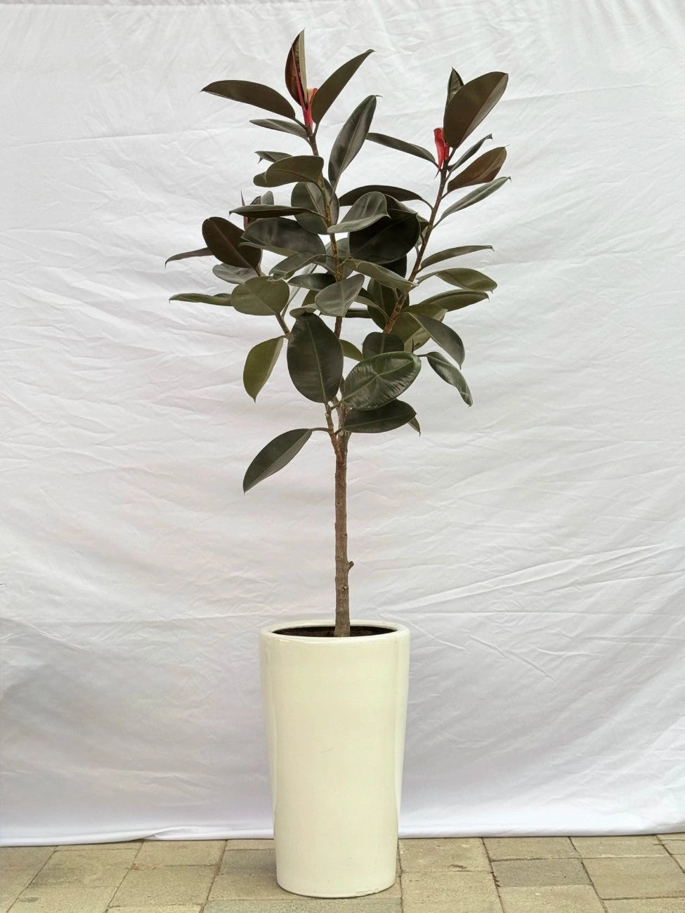 Rubber Plant (Ficus Elastica) in a tall long pot, architectural indoor plant for modern interiors in Dubai.