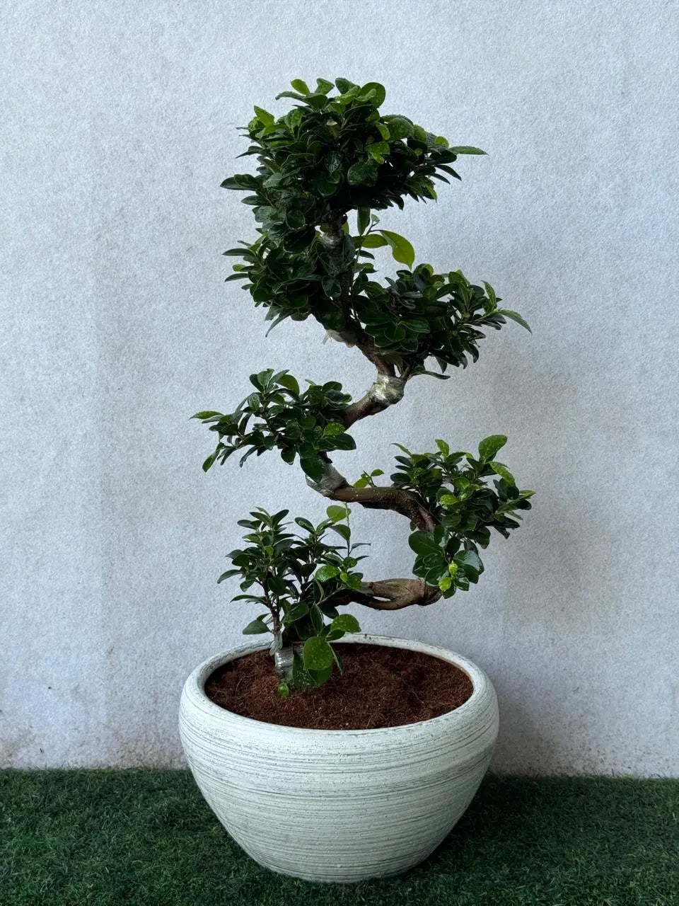 S-Shape Ficus Bonsai - Decorative Pot