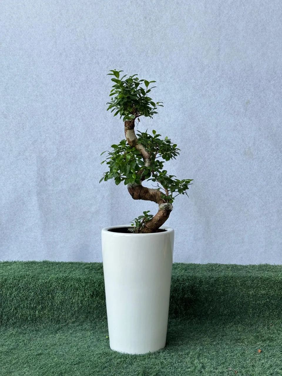 S-Shape Bonsai in Tall Ceramic Pot