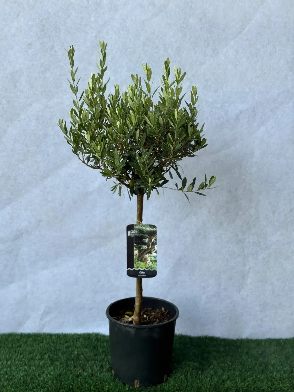 Beautiful Small Olive Tree, hardy drought-tolerant plant for balconies and gardens in Dubai.