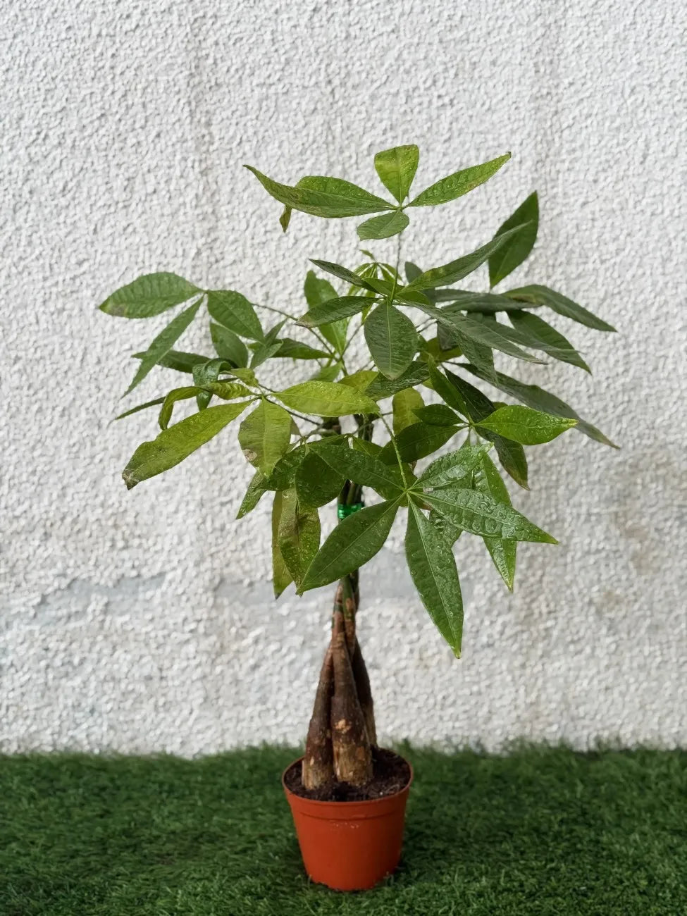 money tree dubai Small Pachira (Mini Money Tree)