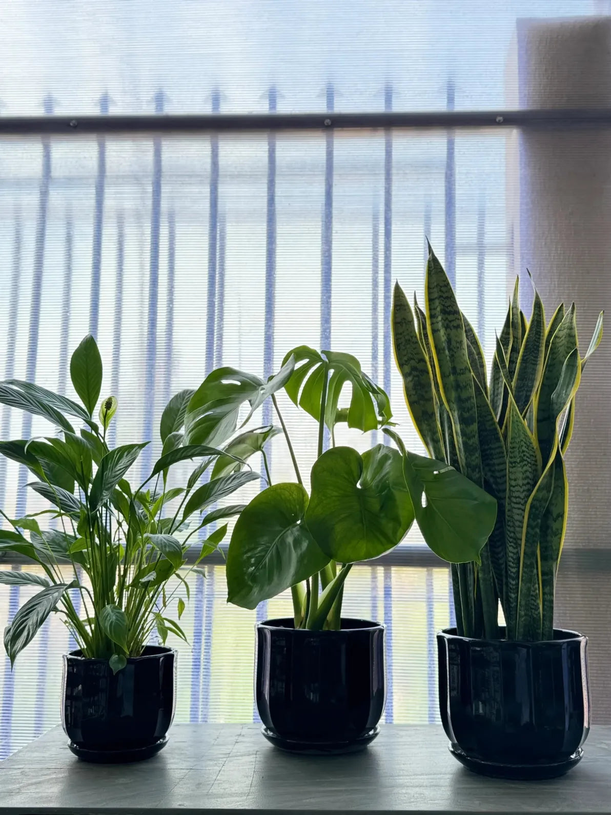 Easy-Care Air-Purifying Bundle: Snake Plant, Peace Lily, and Monstera trio for a healthier home in Dubai.