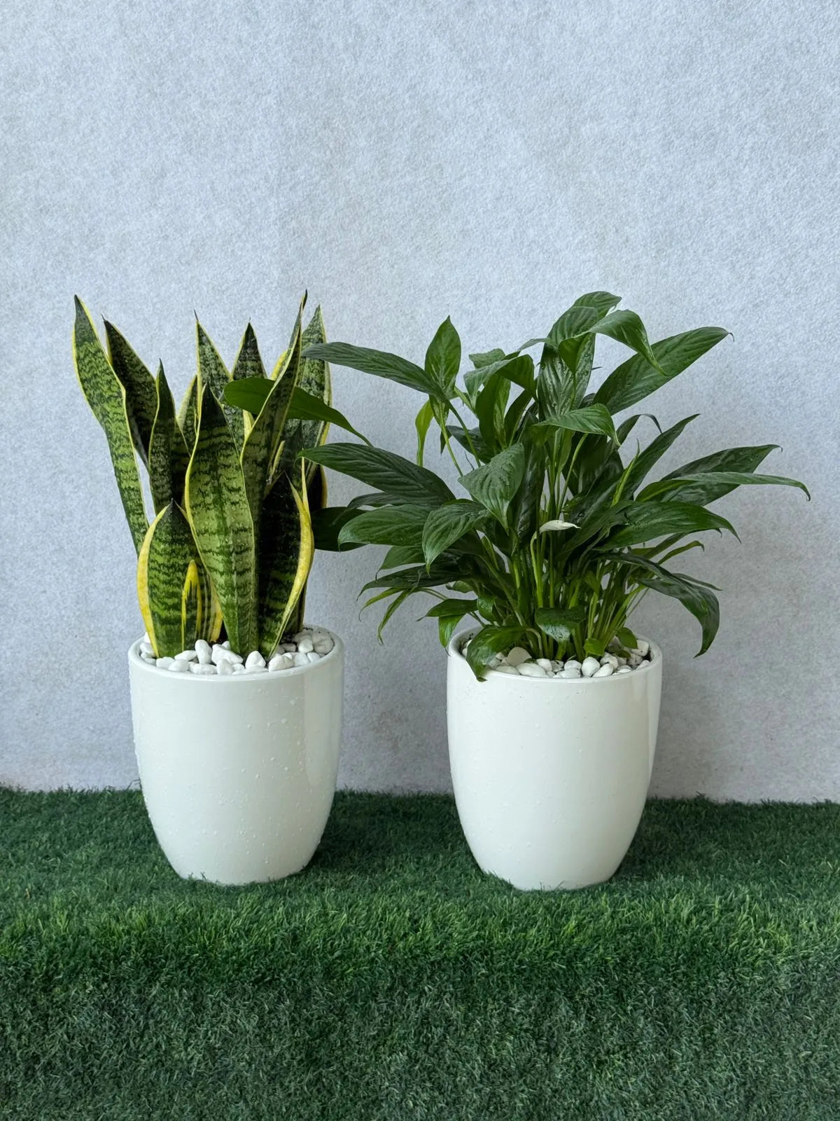 Air Purifier Bundle: Snake Plant and Peace Lily in elegant white ceramic pots in Dubai.