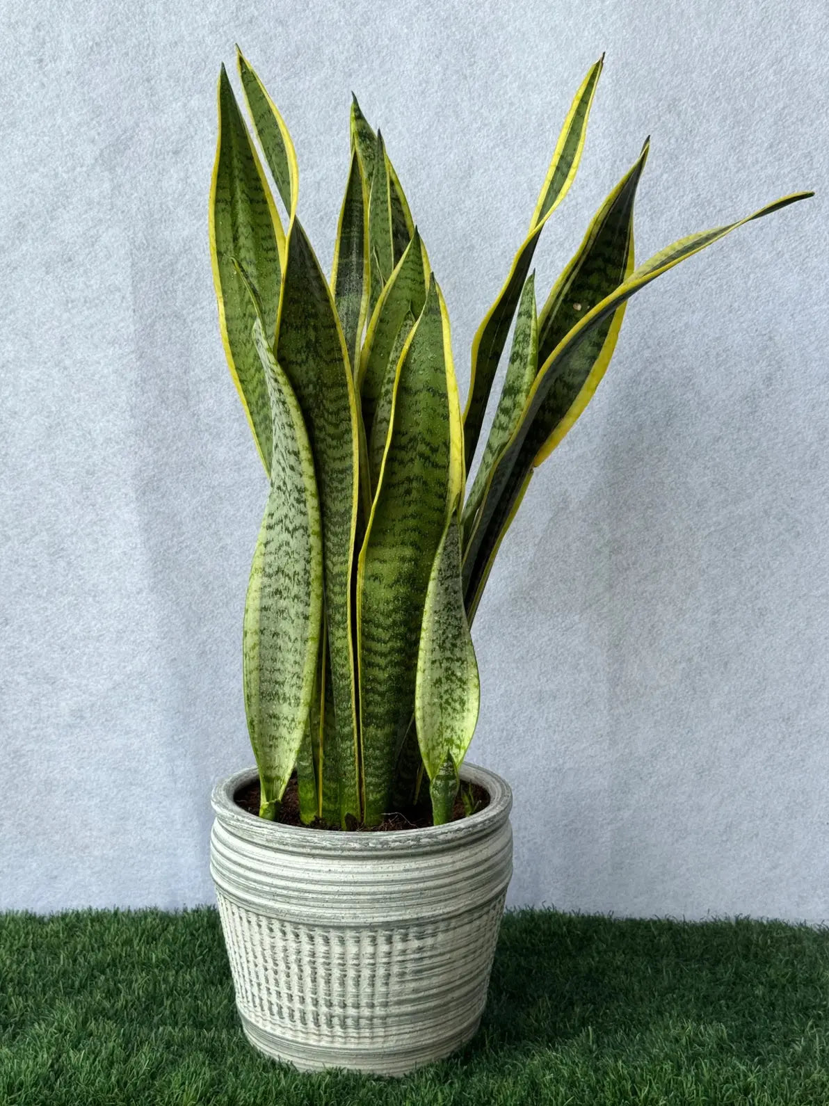 Large Snake Plant (70-80 CM) in a luxury ceramic pot, ideal air purifier for room corners in Dubai.