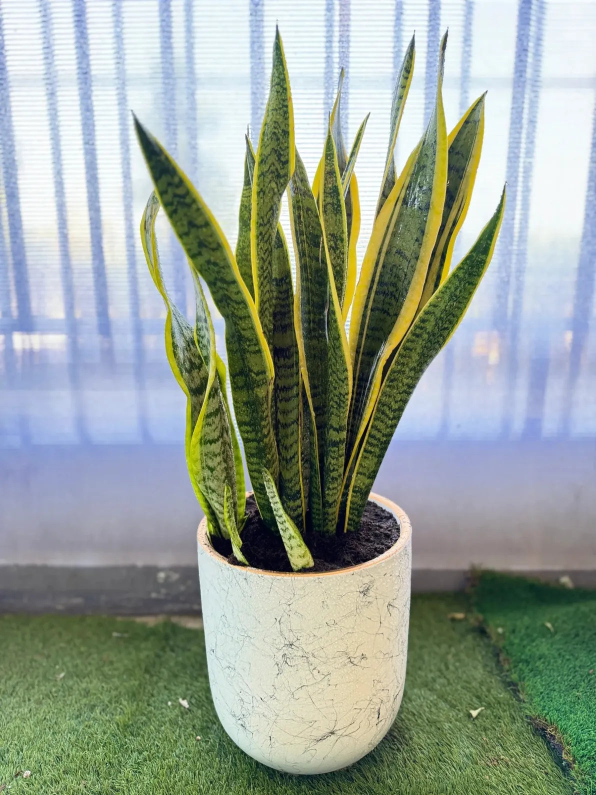 Snake Plant (Sansevieria) in a stylish white marble-finish ceramic pot, nearly indestructible plant in Dubai.