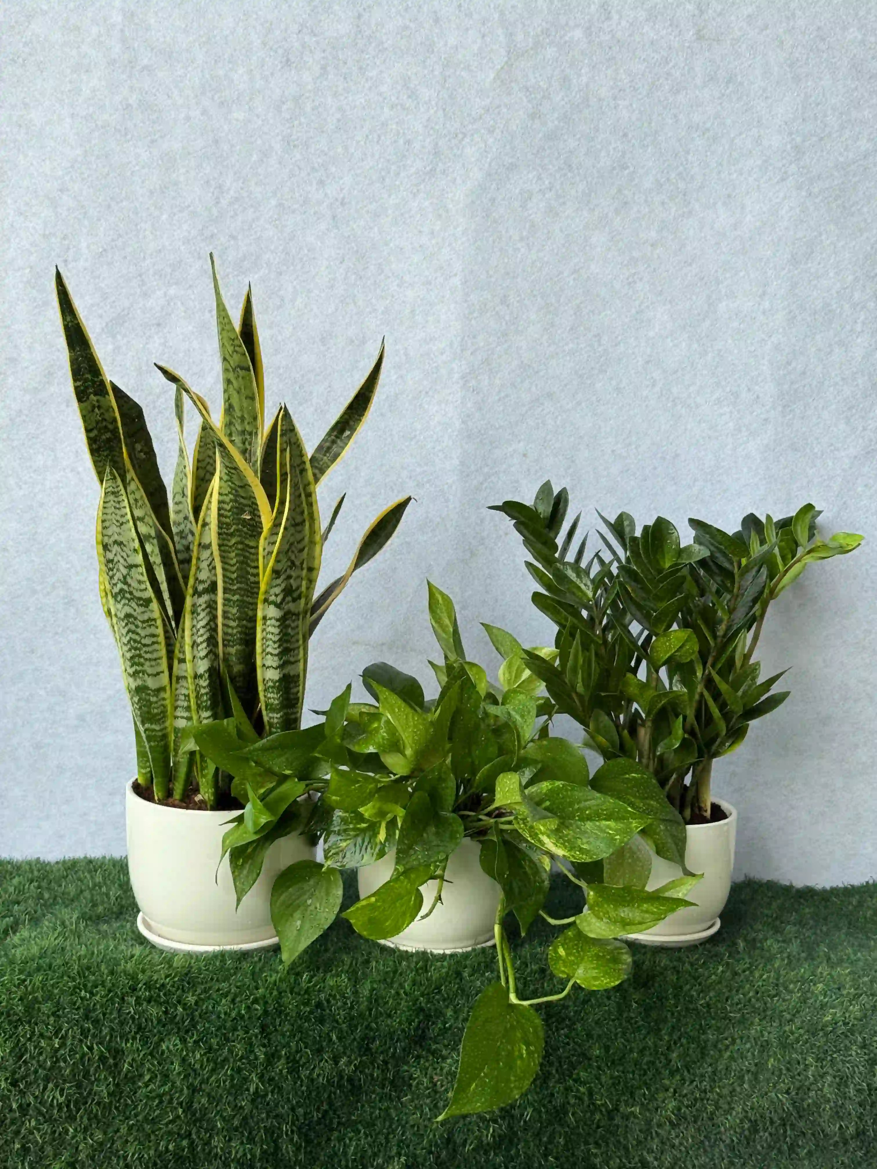 Air Purifying Plant Bundle - Best Value Indoor Plants Dub